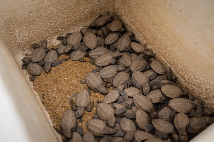 2018050856-turtle-management-cntre